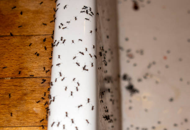 Best Cockroach Control Services  in Lansdowne, VA